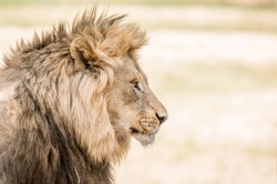 Safari Zuid-Afrika (Groepsreis Sebatana Private Reserve)